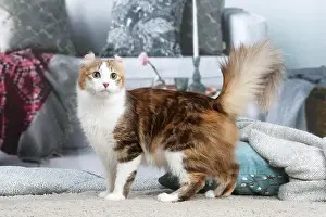 Curls: American Curl cat indoors
