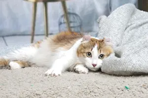 Curls: American Curl cat indoors