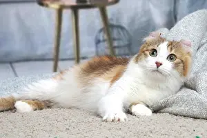 Curls: American Curl cat indoors