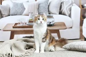 Curls: American Curl cat indoors