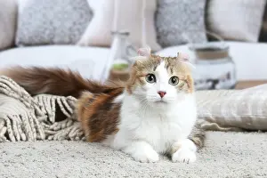Curls: American Curl cat indoors