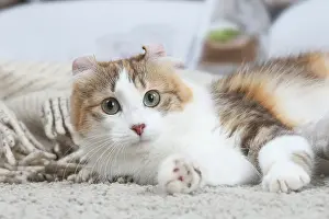 Curls: American Curl cat indoors