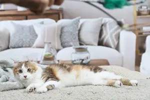 Curls: American Curl cat indoors