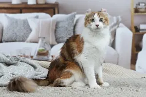 Curls: American Curl cat indoors
