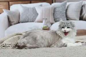 Curls: American Curl cat indoors