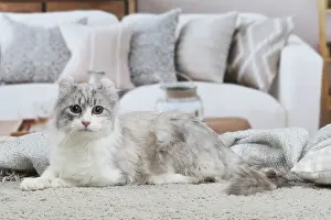 Curls: American Curl cat indoors