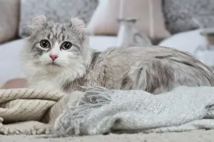 Curls: American Curl cat indoors