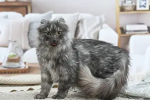 Curls: American Curl cat indoors