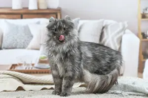 Curls: American Curl cat indoors