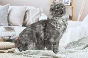Curls: American Curl cat indoors