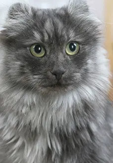 Curls: American Curl cat indoors