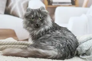 Curls: American Curl cat indoors
