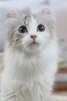 Curls: American Curl cat indoors