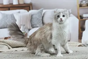 Curls: American Curl cat indoors