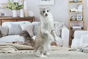 Curls: American Curl cat indoors