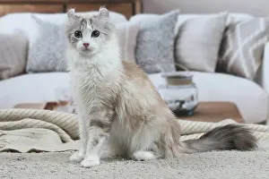 Curls: American Curl cat indoors