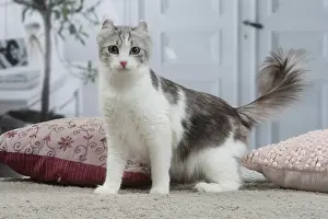 Curls: American Curl cat indoors
