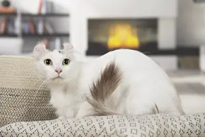 Curls: American curl cat indoors