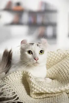 Curls: American curl cat indoors