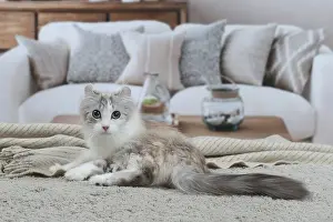 Curls: American Curl cat indoors