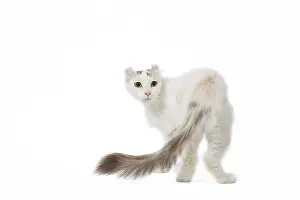 Curls: American curl cat in the studio