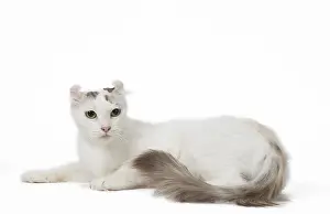Curls: American curl cat in the studio