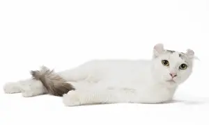 Curls: American curl cat in the studio