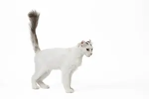 Waving: American curl cat in the studio