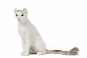 Curls: American curl cat in the studio
