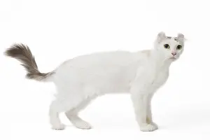 Waving: American curl cat in the studio