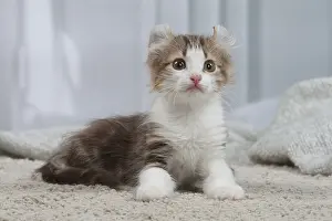 Curls: American Curl kittens indoors