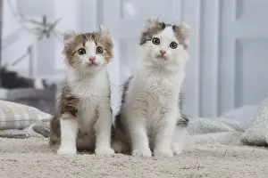 Curls: American Curl kittens indoors