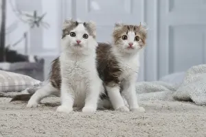 Curls: American Curl kittens indoors