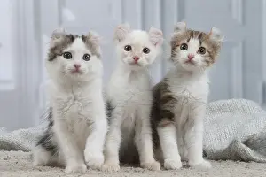 Curls: American Curl kittens indoors