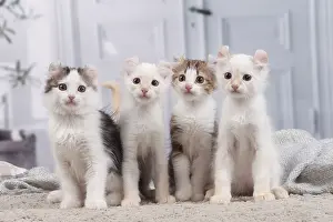 Curls: American Curl kittens indoors
