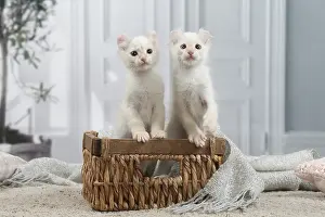 Curls: American Curl kittens indoors