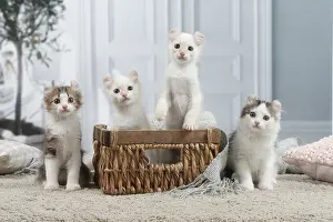 Curls: American Curl kittens indoors