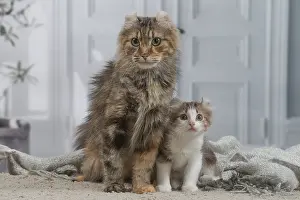 Curls: American Curl kittens indoors