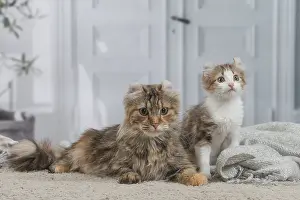 Curls: American Curl kittens indoors