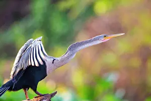 Anhinga: American darter (Anhinga anhinga) Pantanal Brazil
