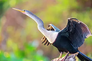 Anhinga: American darter (Anhinga anhinga) Pantanal Brazil