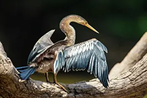 Anhinga: American darter (Anhinga anhinga) Pantanal Brazil