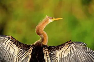 Anhinga: American darter (Anhinga anhinga) Pantanal Brazil