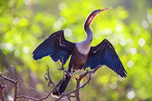 Anhinga: American darter (Anhinga anhinga) Pantanal Brazil