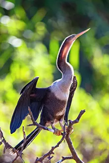 Anhinga: American darter (Anhinga anhinga) Pantanal Brazil