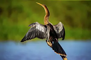 Anhinga: American darter (Anhinga anhinga) Pantanal Brazil