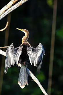 Anhinga: American darter (Anhinga anhinga) Pantanal Brazil