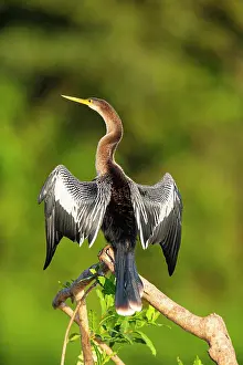 Anhinga: American darter (Anhinga anhinga) Pantanal Brazil