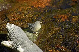Dippers: American Dipper
