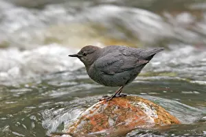 Dippers: American Dipper